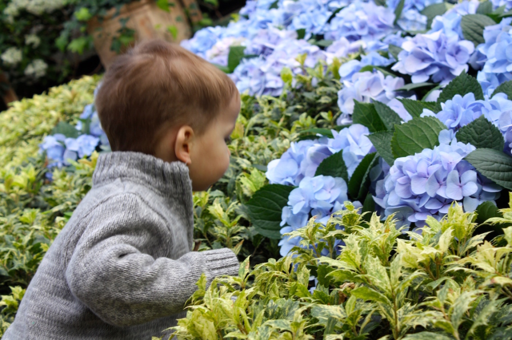 Owen sniffing flowers at Botanic Garden (web) copy