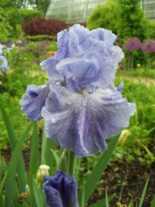 Garfield Park Conservatory - purple flower (web)